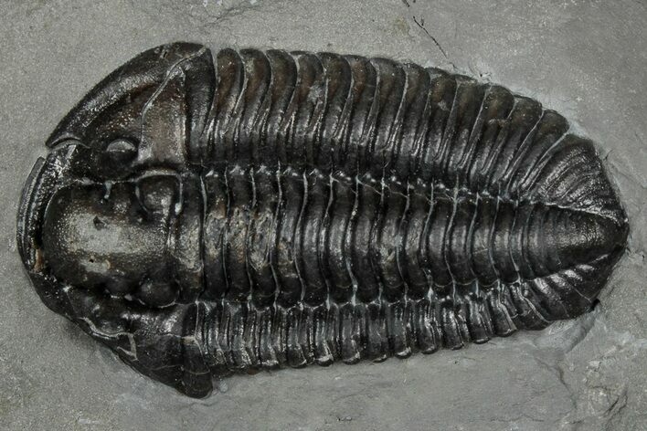 Calymene Niagarensis Trilobite Fossil - New York #357069